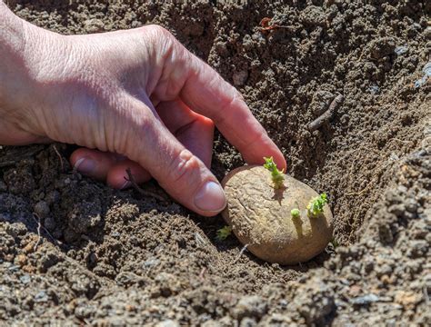 Planting