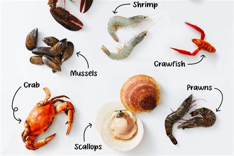 Shellfish