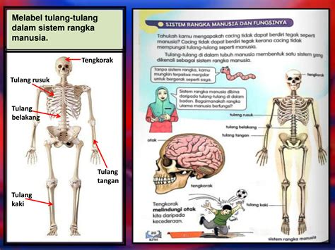 Sistem kekebalan tubuh