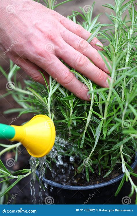 Watering