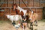 farm animals in barn