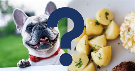 Benefits of Boiled Potatoes for Dogs