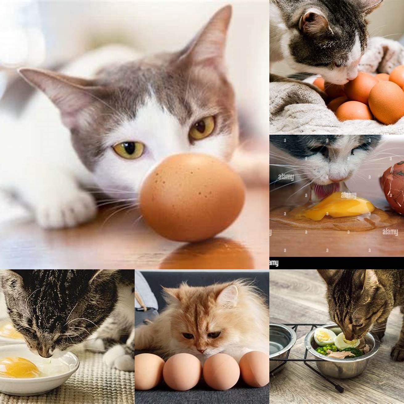 1 A cat eating an egg shell
