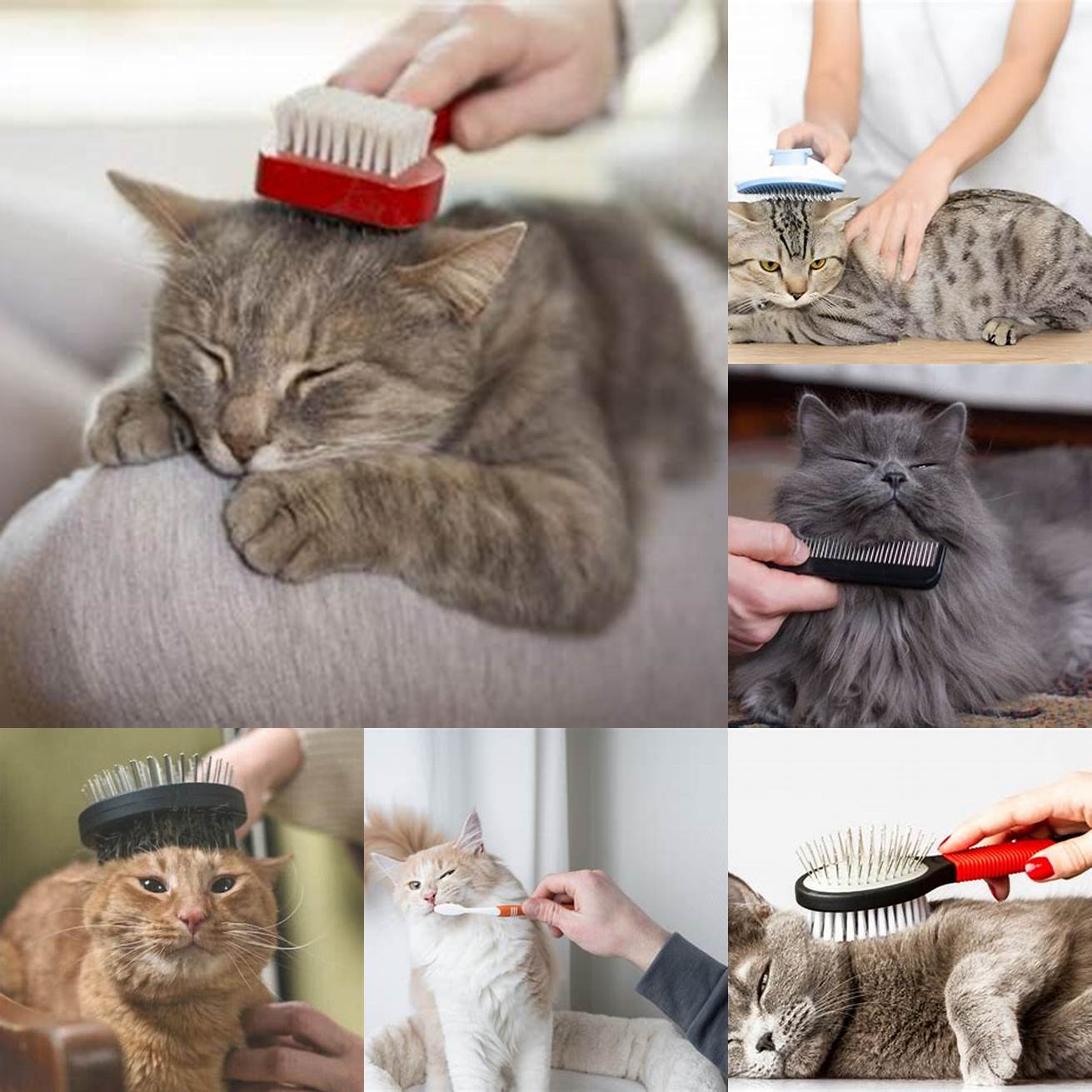 1 Brush your cats fur
