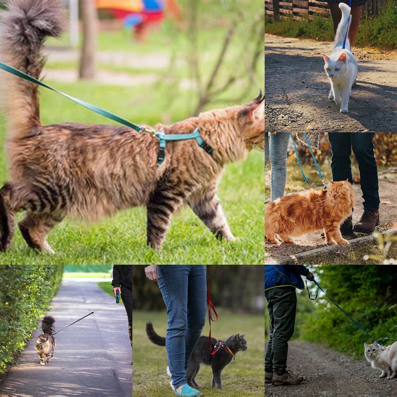 1 Exercise Walking your cat can provide them with the necessary exercise they need to stay healthy and active