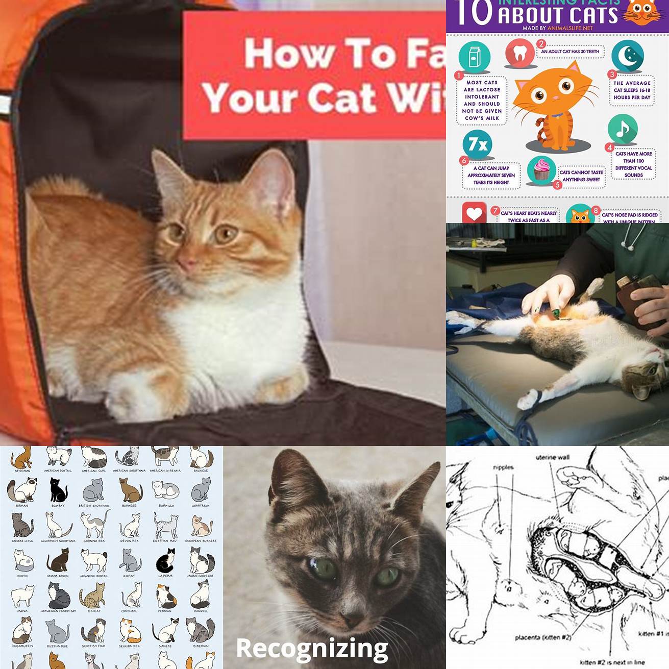 1 Familiarize Your Cat with the Process