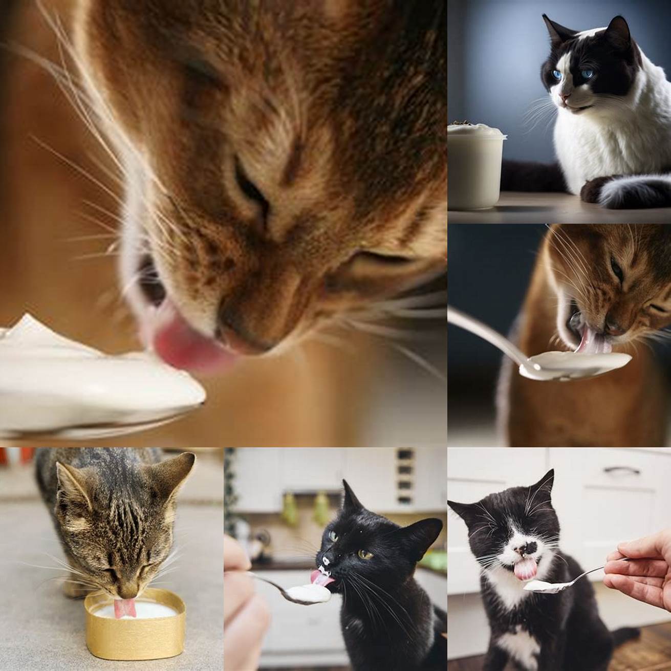 1 Image of a cat eating yogurt
