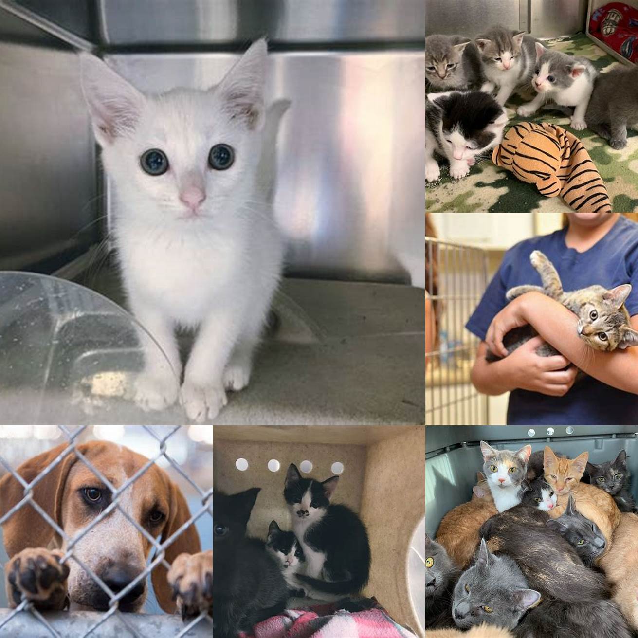 1 Local Animal Shelters