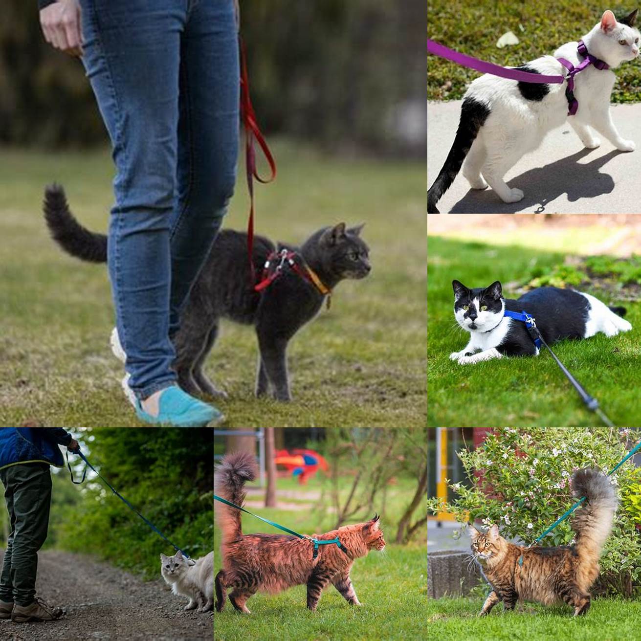 1 Safety Concerns Walking your cat outside can put them at risk of encountering dangers such as other animals or vehicles