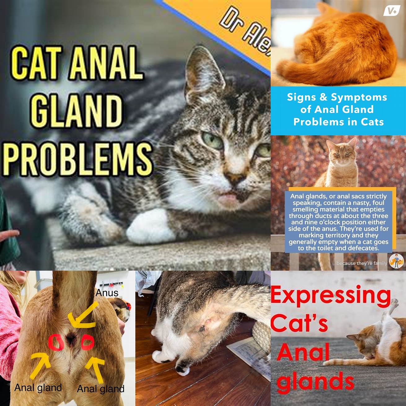 1 Signs of Anal Gland Problems