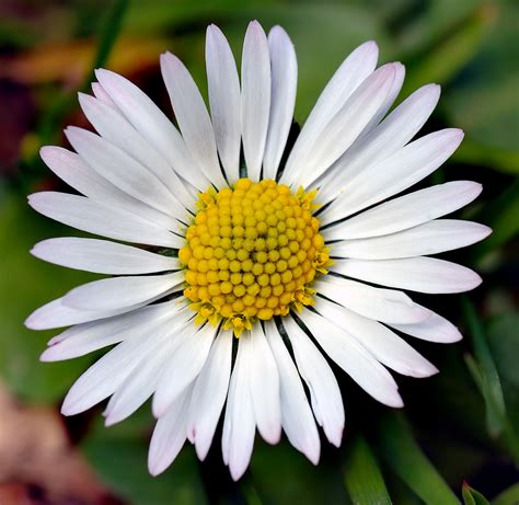 1 Daisy Flower