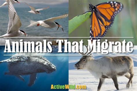 10 Animals That