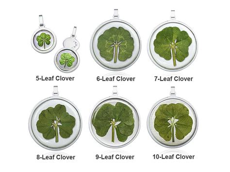 10 leaf clover