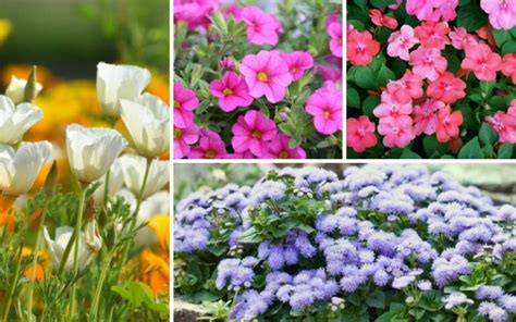 10 shade annuals