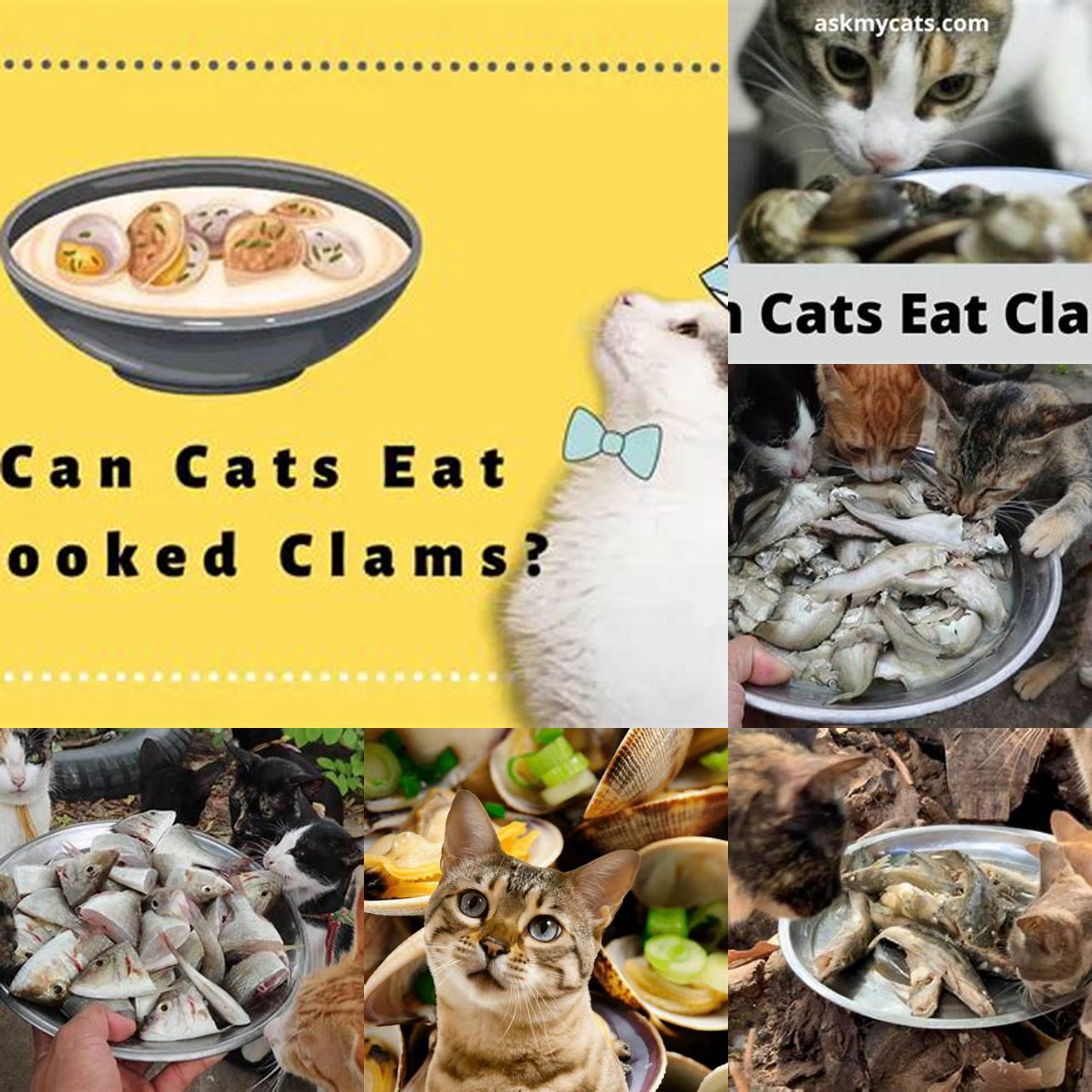 2 Cat eating cooked clams