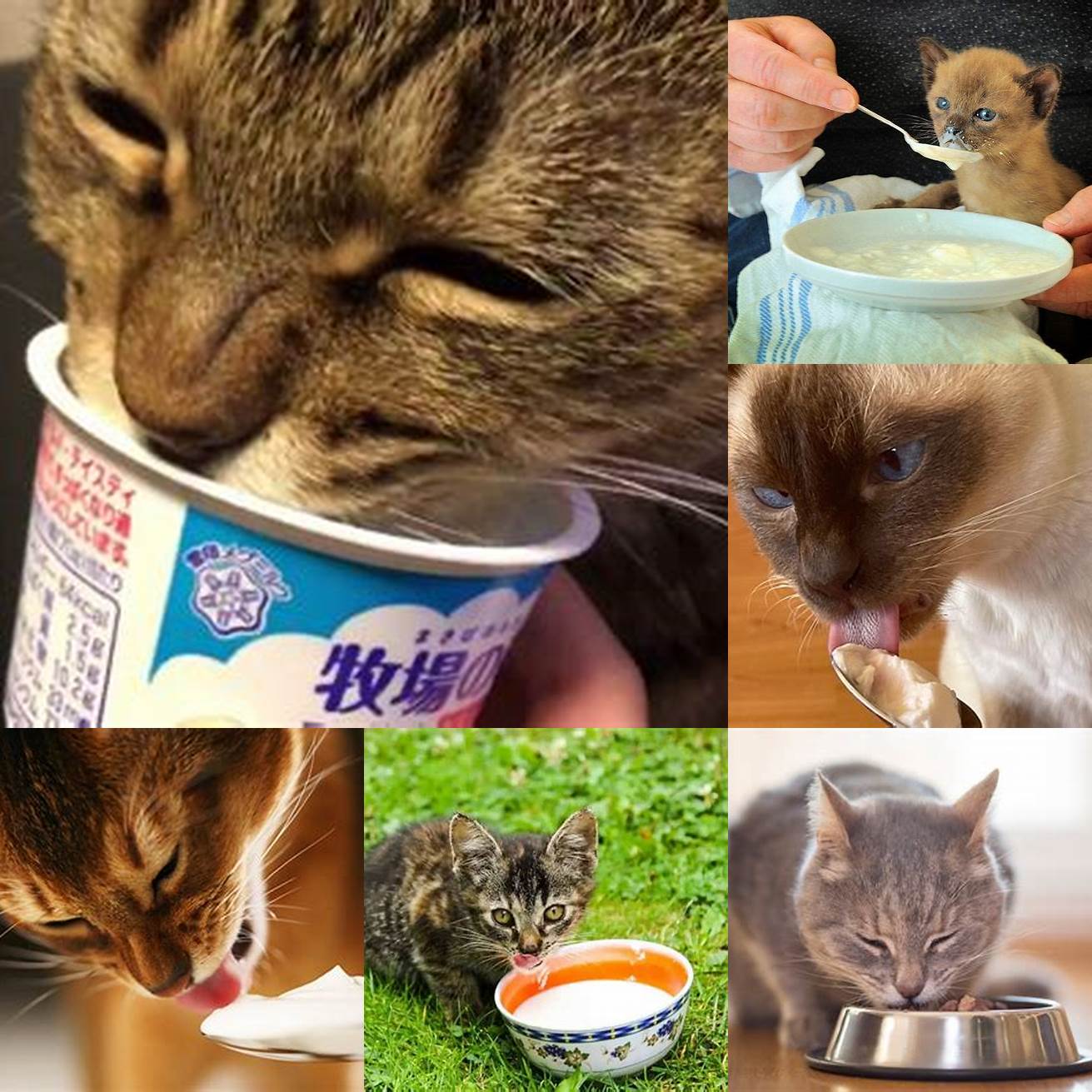 2 Image of a cat eating a small amount of plain yogurt
