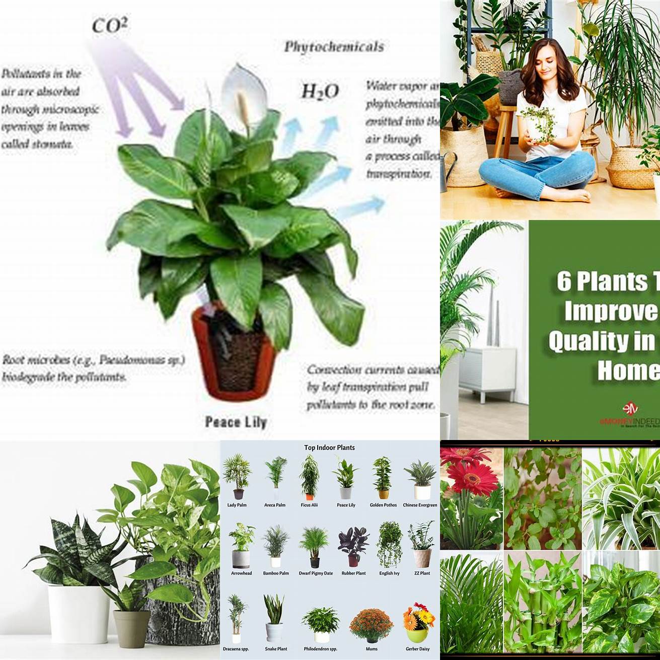 2 Improved air quality Plants absorb carbon dioxide and produce oxygen which can help to improve the air quality in your city