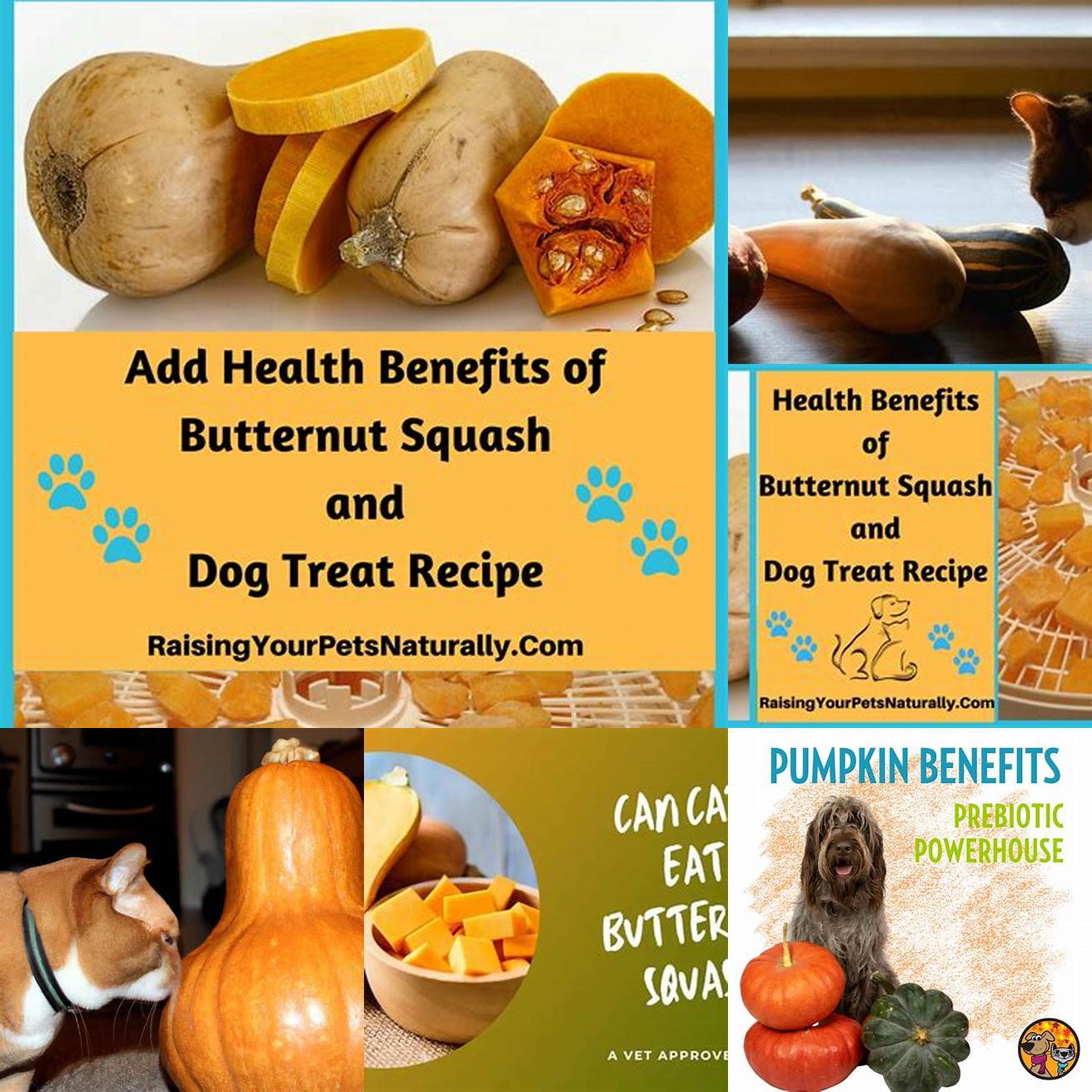 2 Is butternut squash beneficial for cats