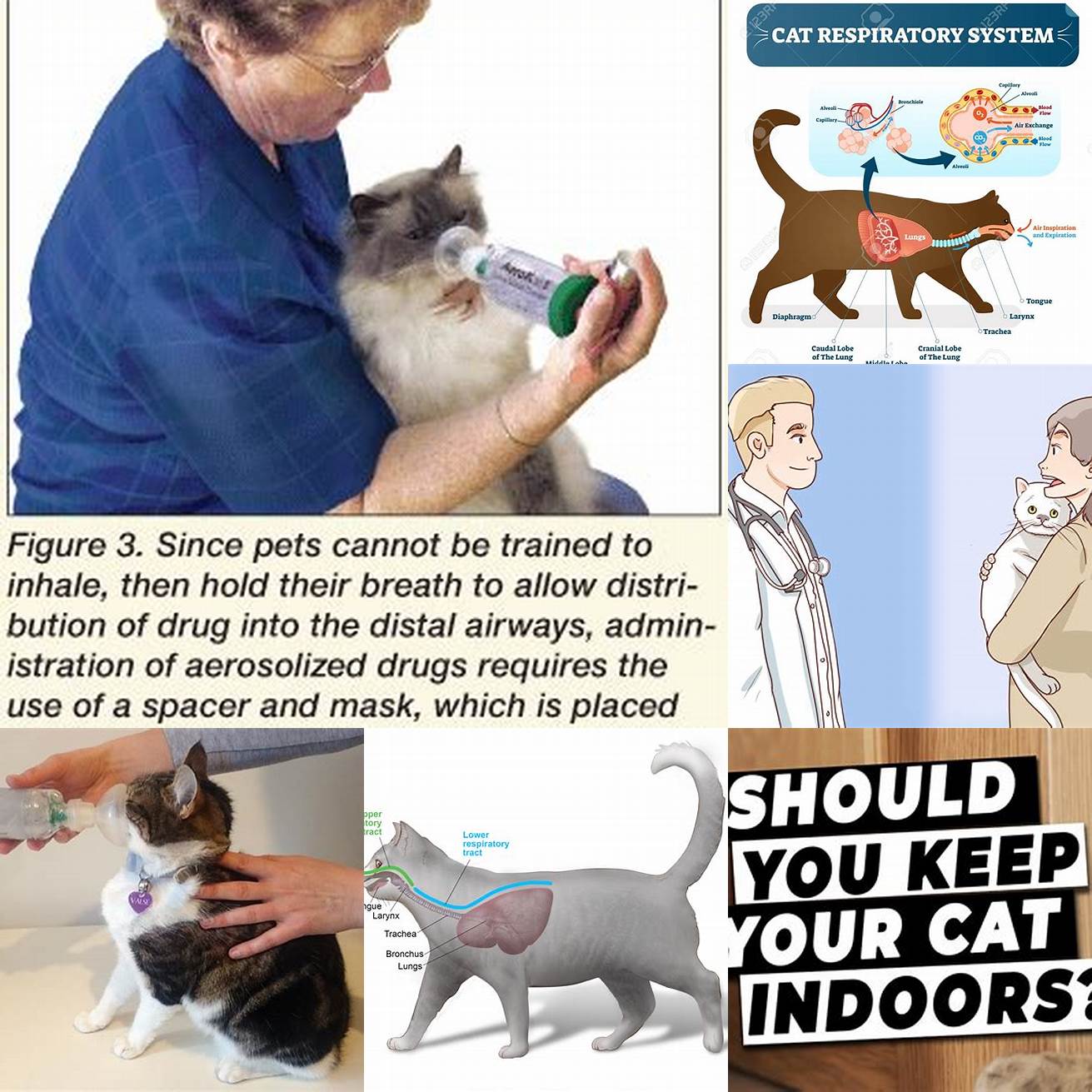 2 Keep Your Cats Airway Clear