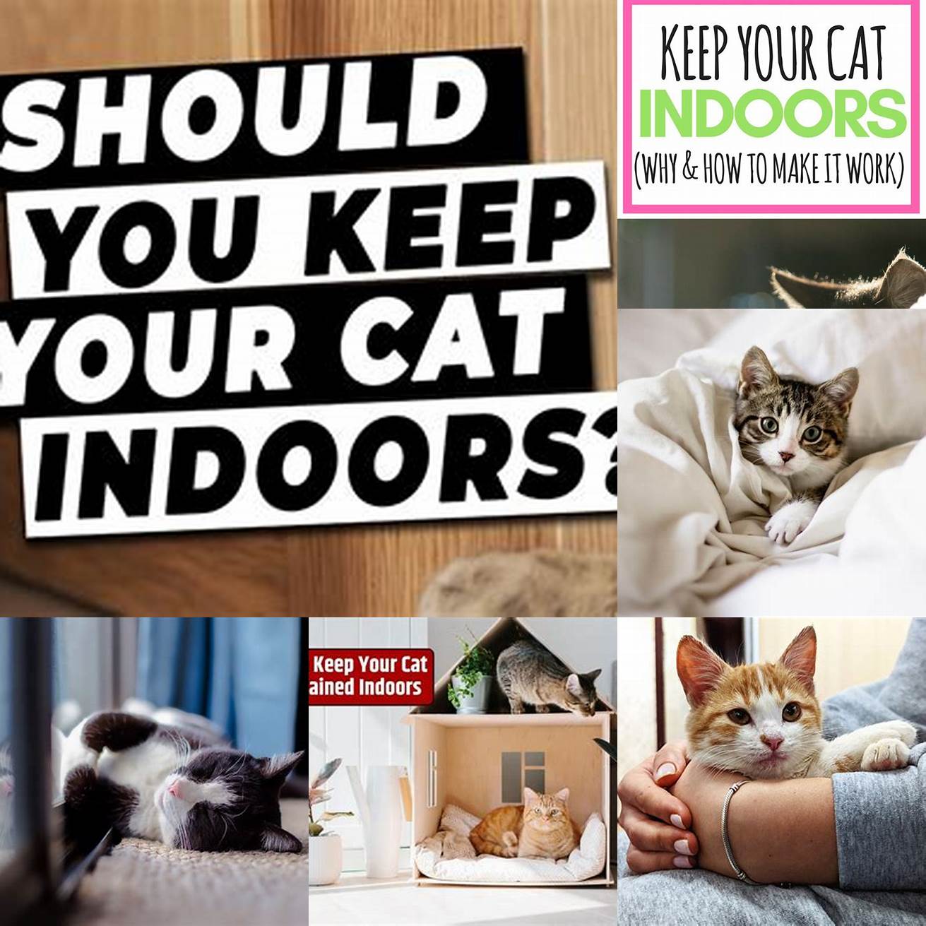 2 Keep your cat indoors