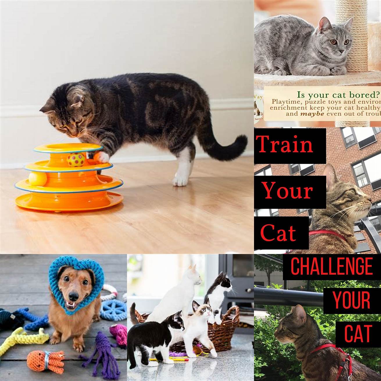 2 Mental Stimulation Walking can be a great way to stimulate your cats mind and senses
