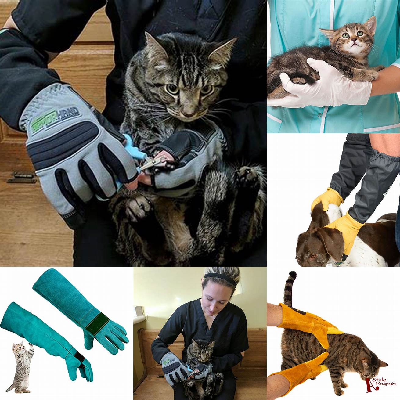 2 Wear gloves when handling the animal