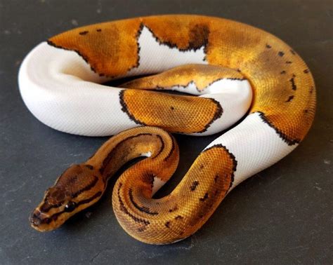 2 Year Old Male Fancy Ball Python Size