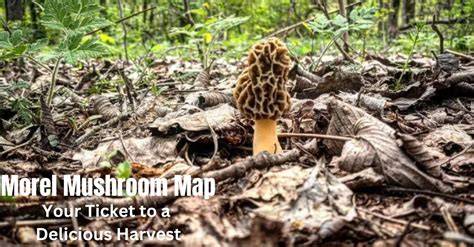 2023 morel mushroom map