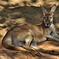 2560 1440 Images of Kangaroos