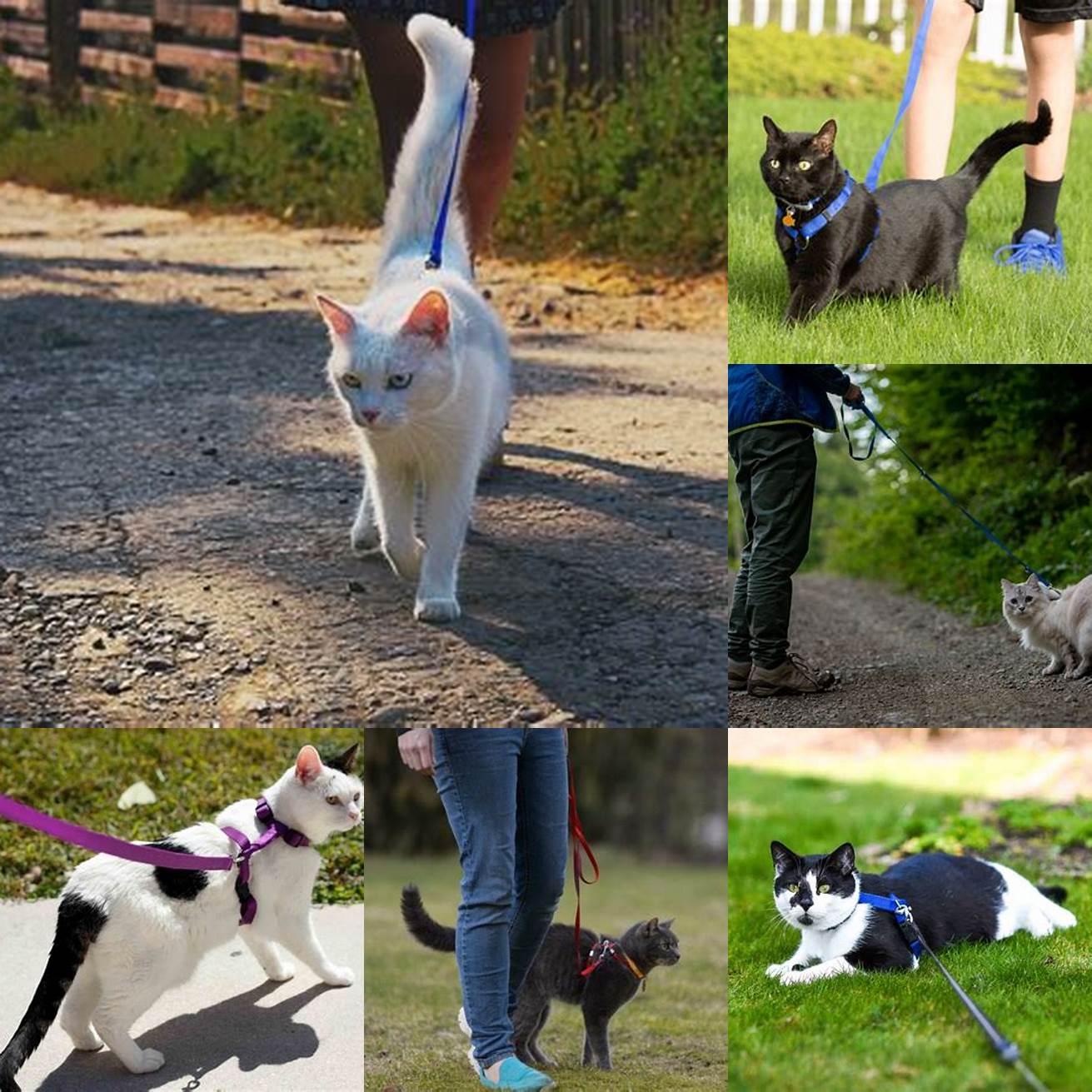 3 Bonding Walking your cat can be a great way to strengthen your bond with them