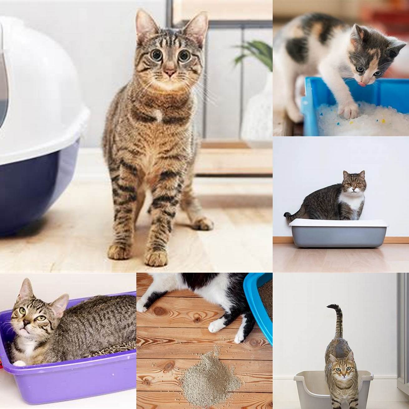 3 Litter Box Issues Walking your cat may disrupt their litter box routine and cause them to have accidents inside the house