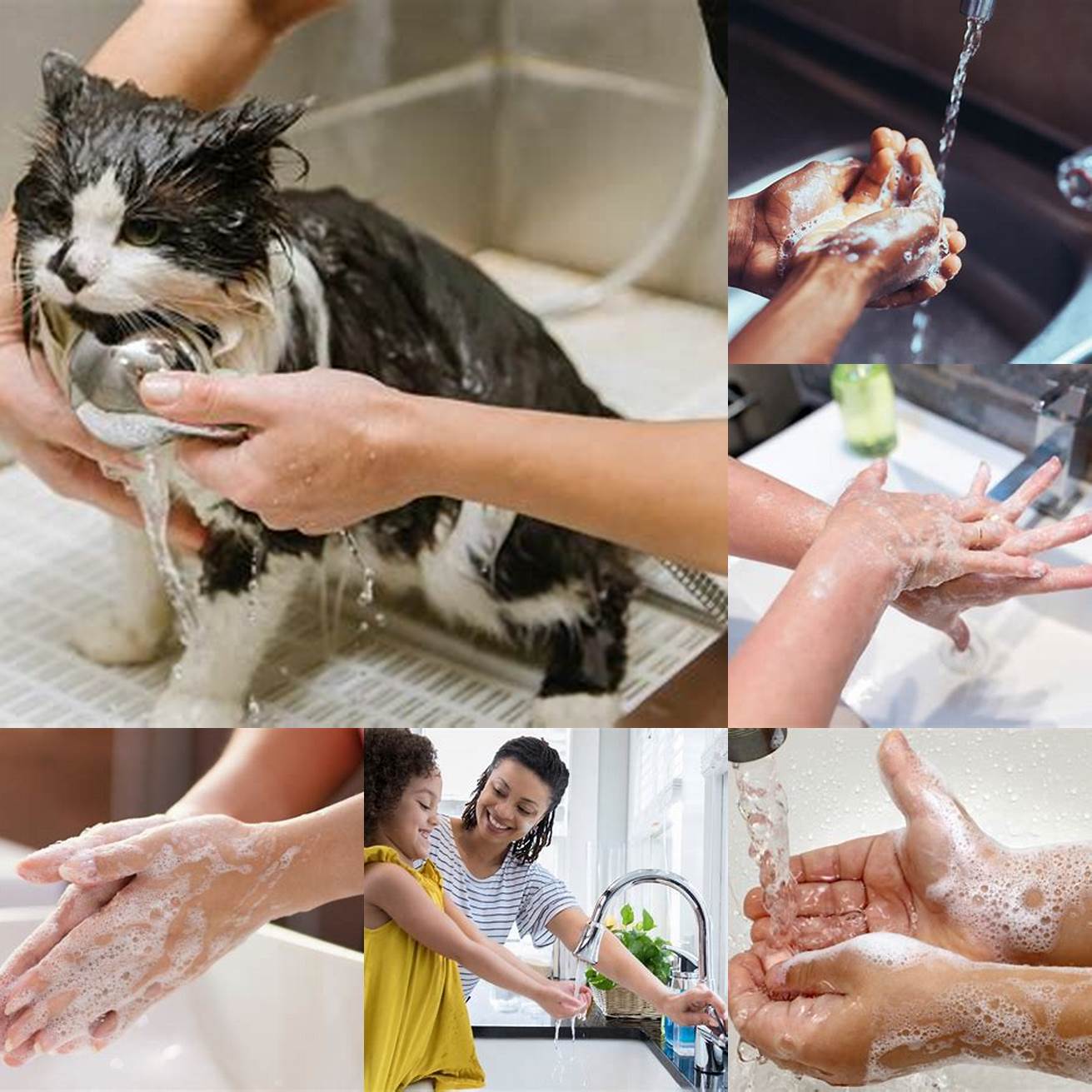 3 Person washing their hands before touching their cat