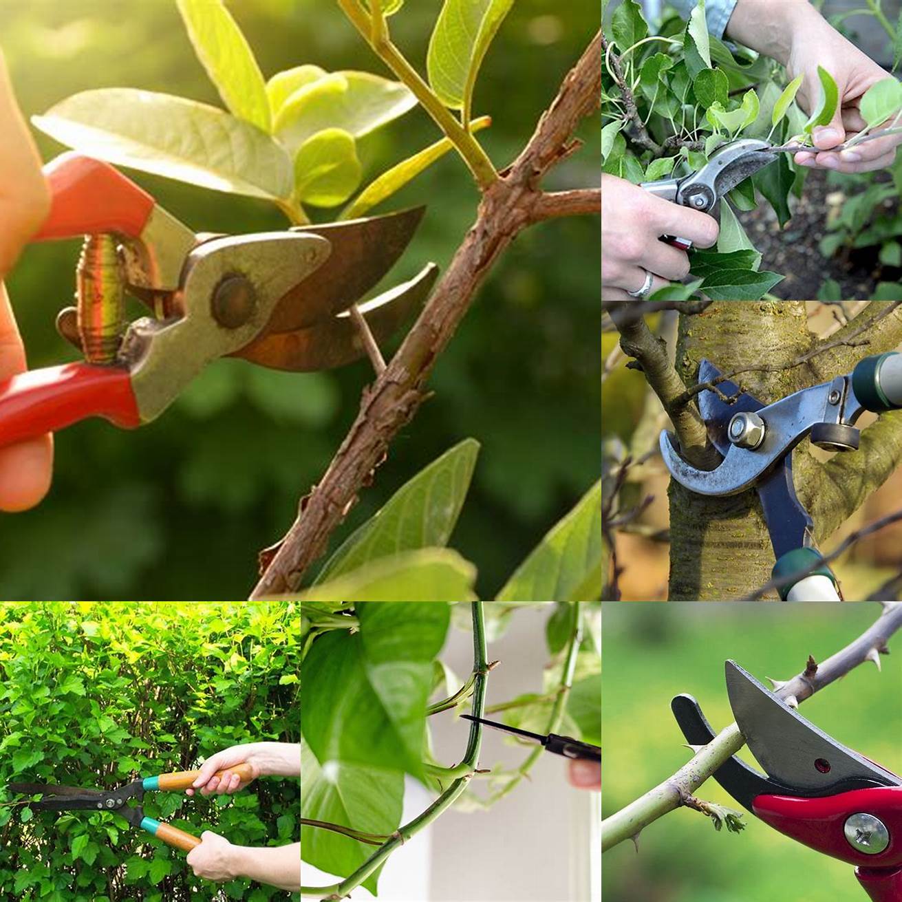3 Pruning Regular pruning can help to keep your plants healthy and promote growth