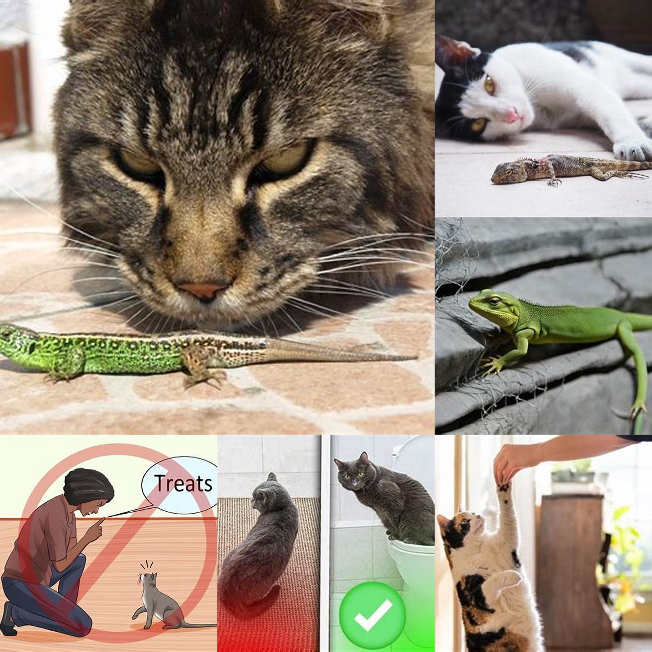 3 Train your cat to avoid lizards