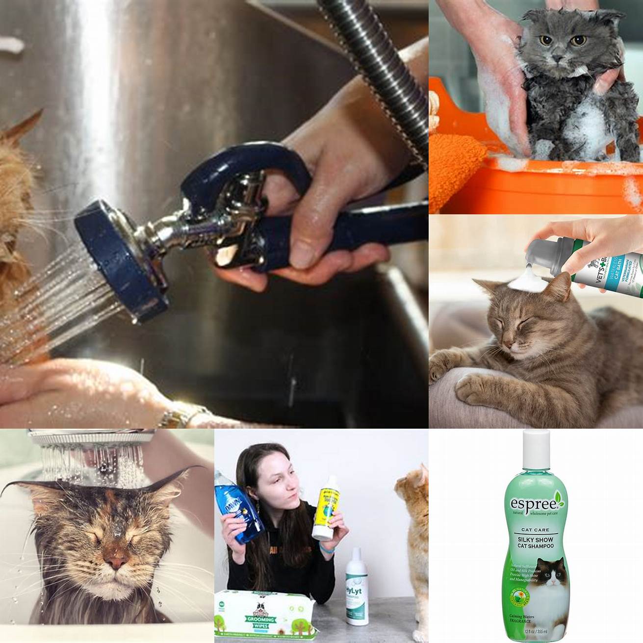4 Apply cat shampoo