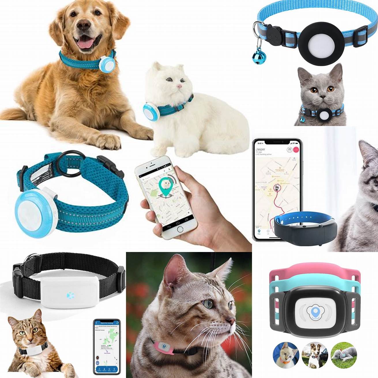 4 Health monitoring Some GPS collars also track your cats activity levels allowing you to monitor their health and fitness