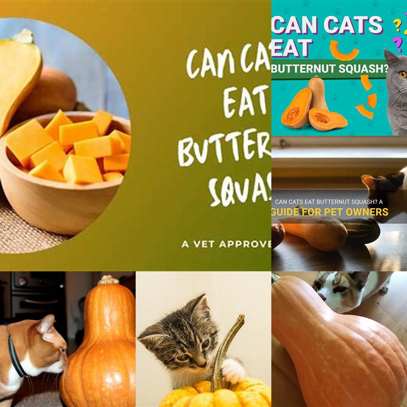 4 How should butternut squash be prepared for cats