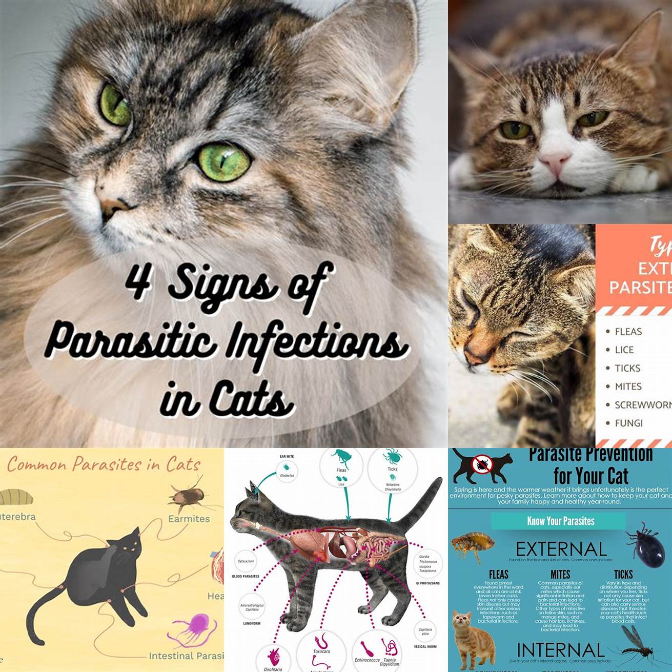 4 Parasites or Infections