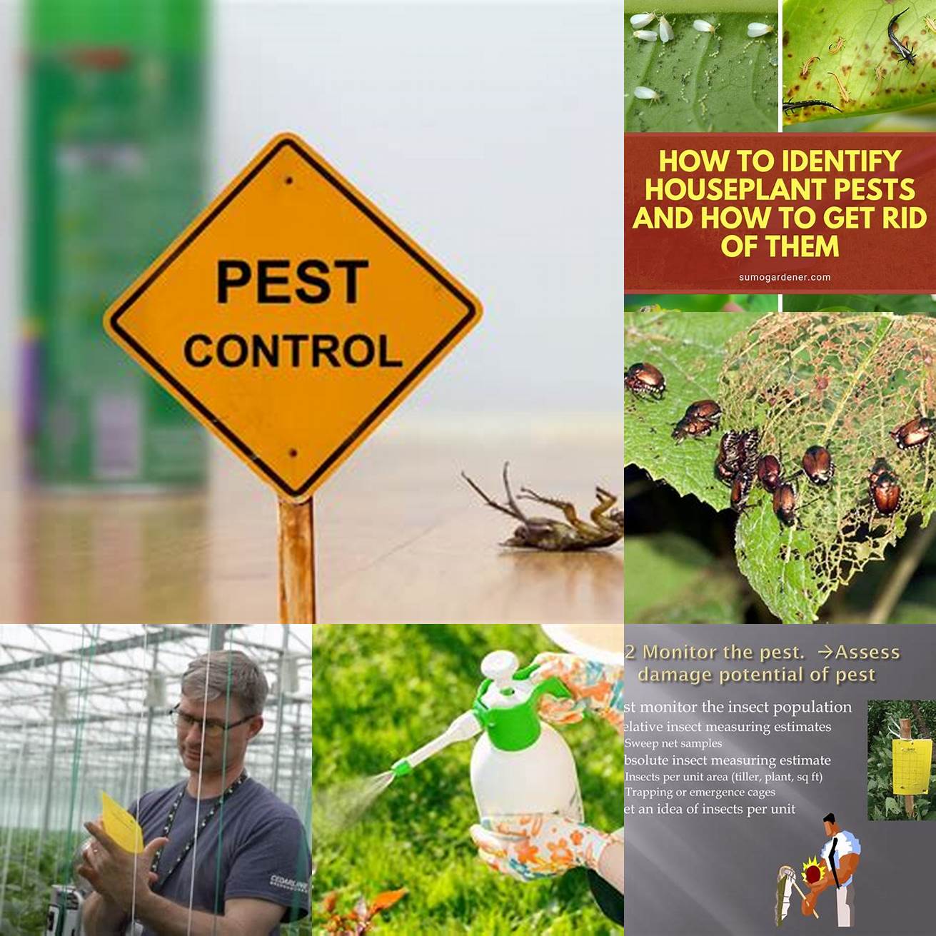 4 Pest control Monitor your plants for signs of pests or disease and take action immediately if you notice any issues