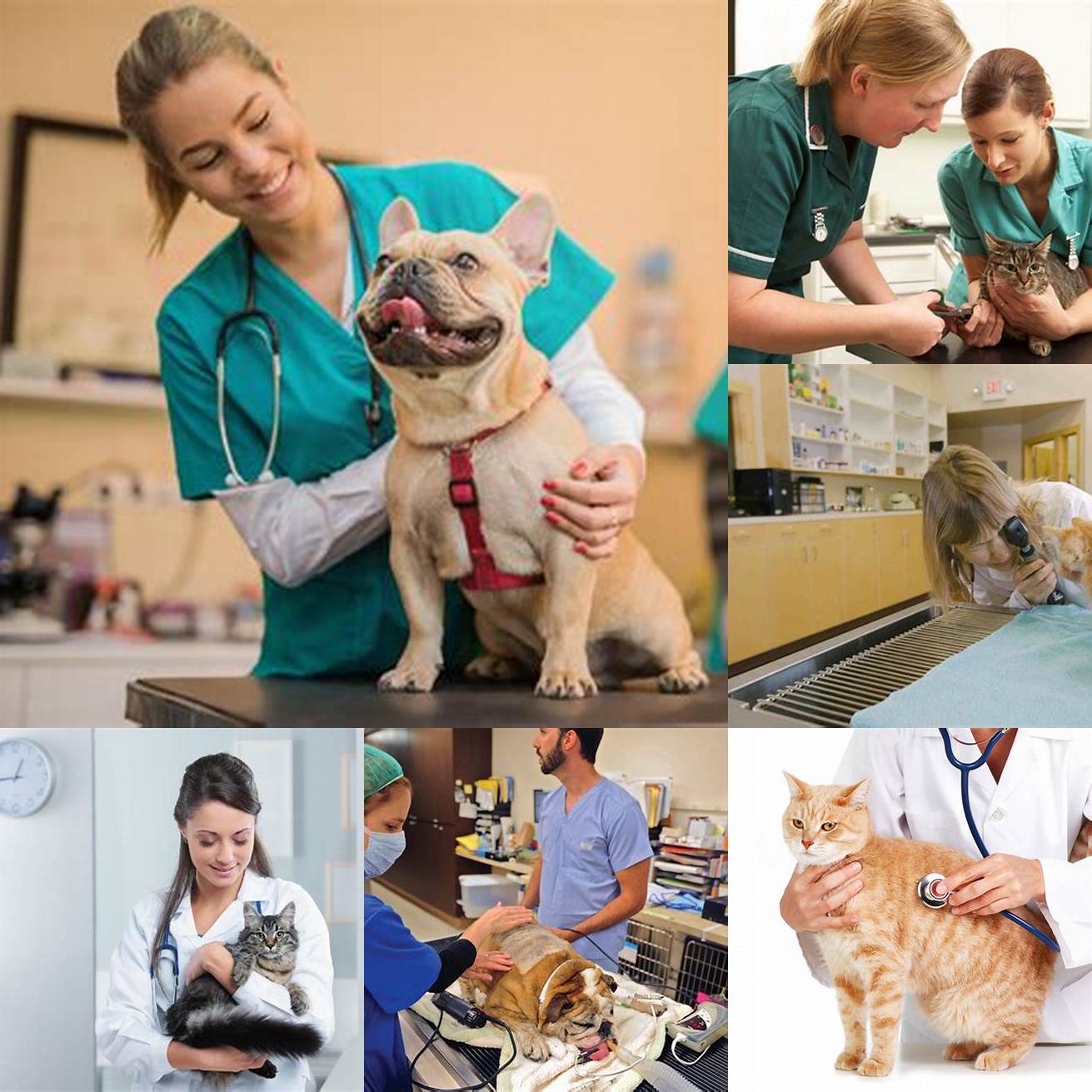 4 Seek Veterinary Care if Needed