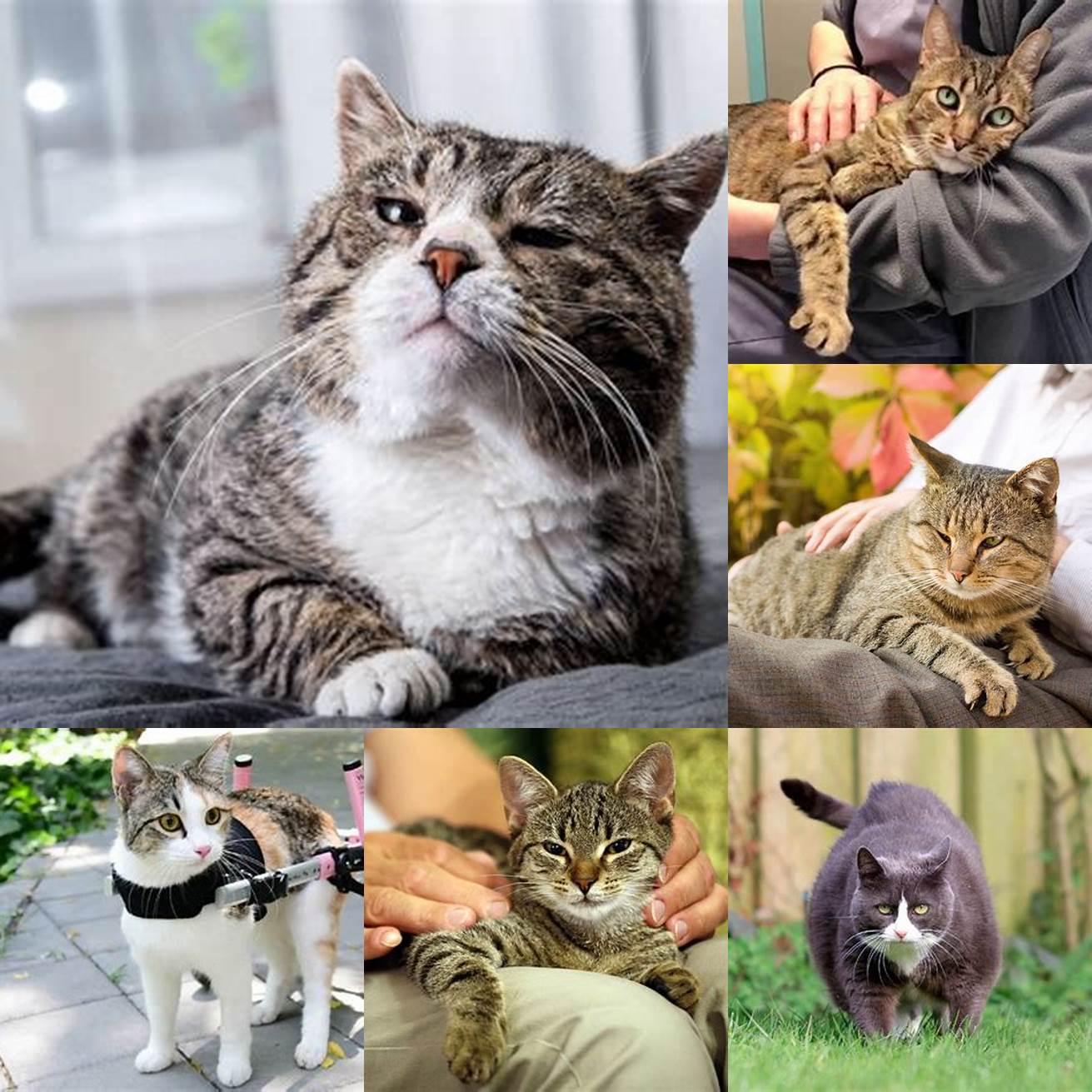 4 Senior cats or cats with mobility issues