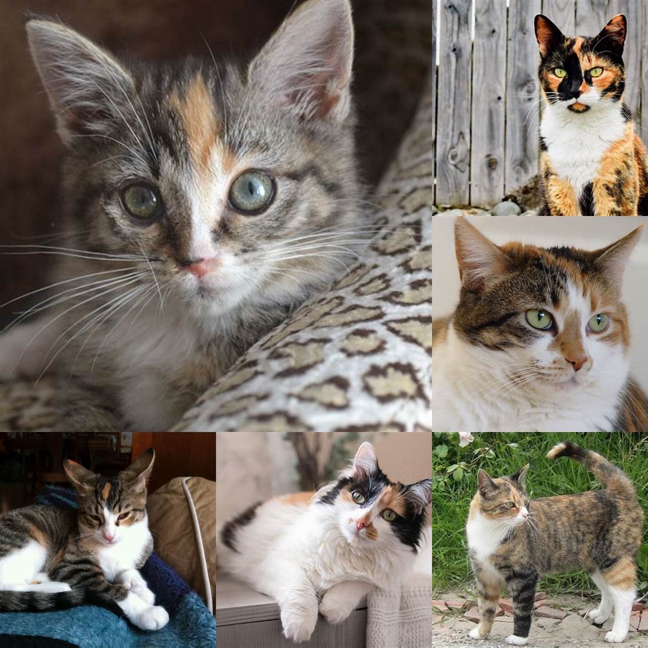 4 Tabby Calico Pattern