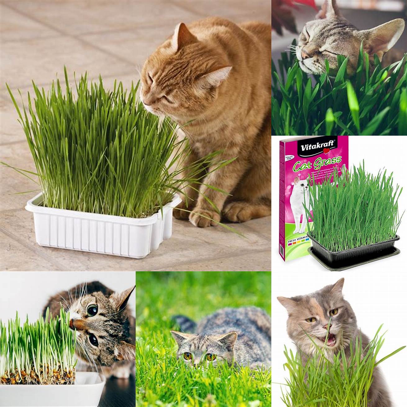 5 Cat Grass
