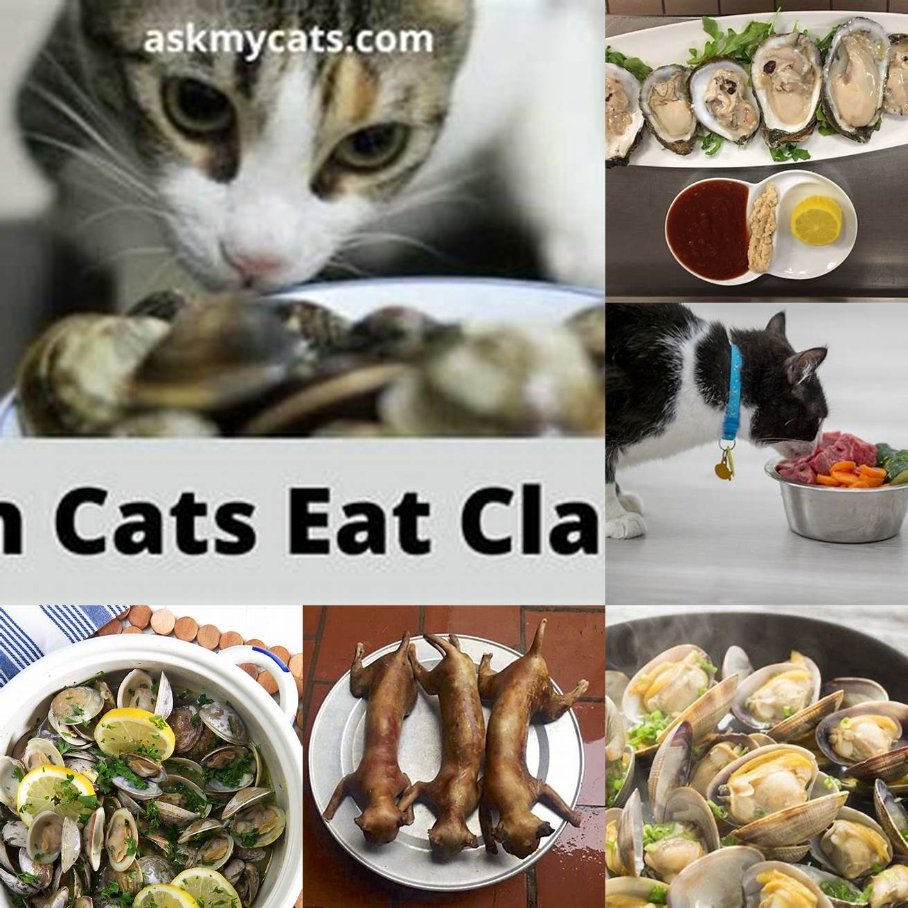 5 Cat eating a piece of cooked clam