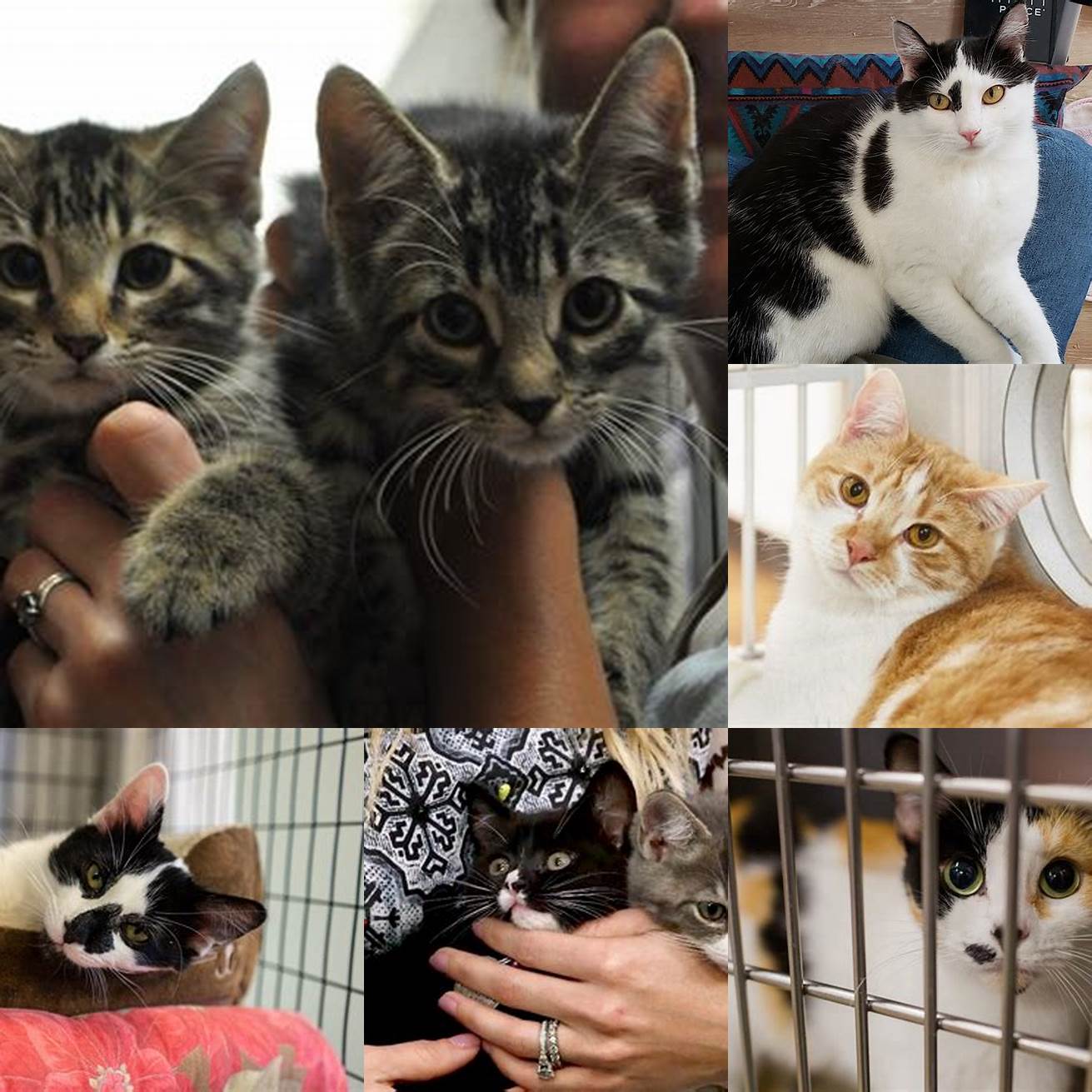 5 Pet adoption and rescue