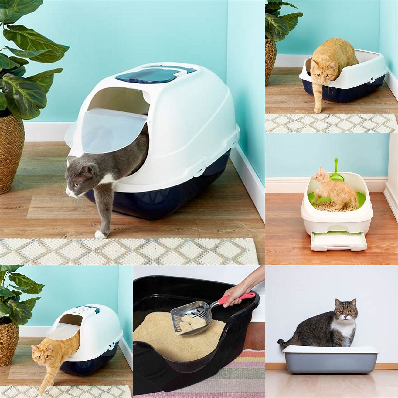 5 Replace the litter box when necessary