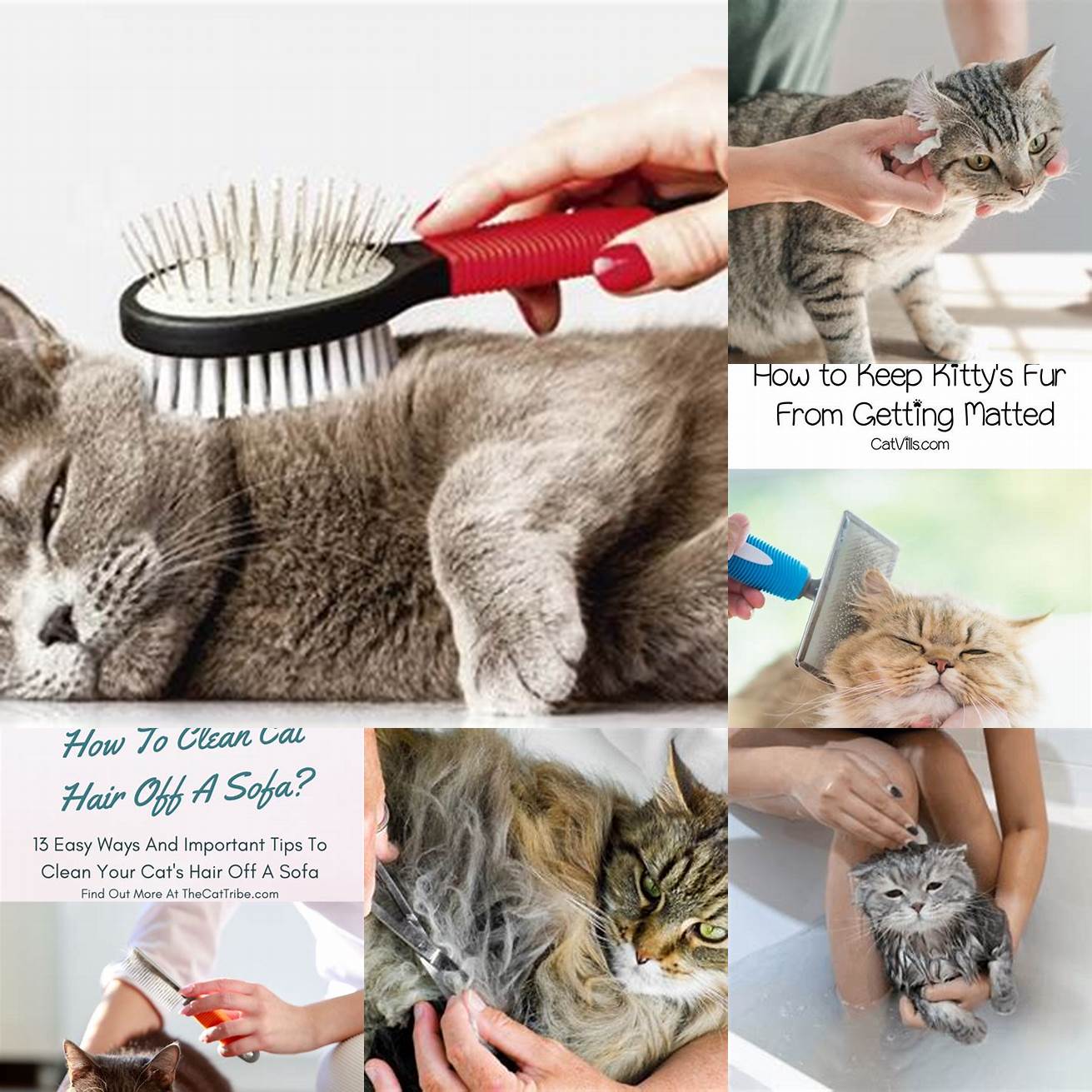 5 Rinse your cats fur