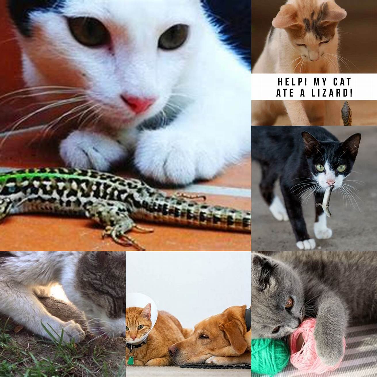 5 Seek veterinary care if your cat has ingested a lizard
