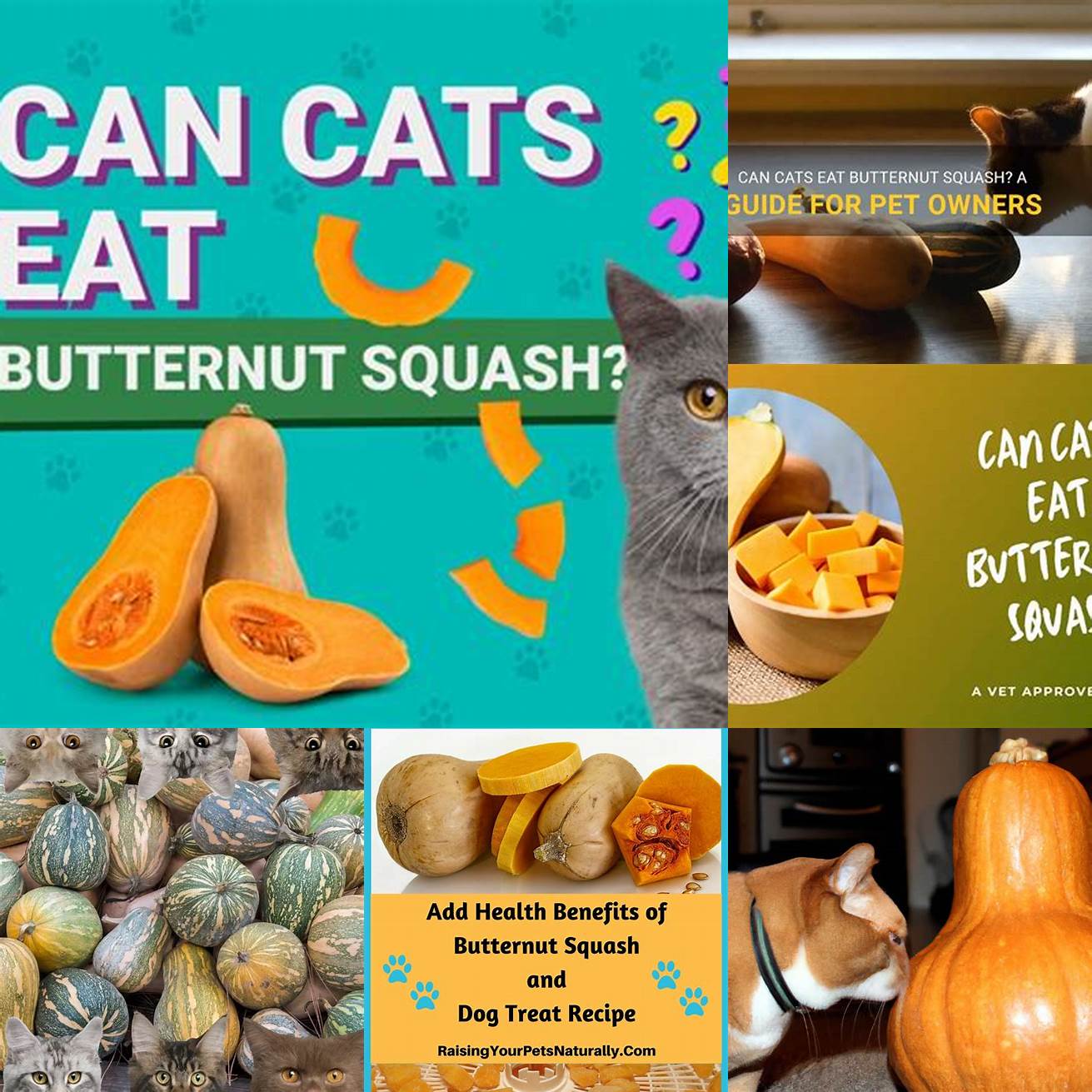 5 Should butternut squash be a regular part of a cats diet
