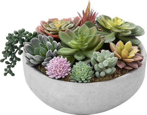 5 10 2 assorted colorful succulents plants potted